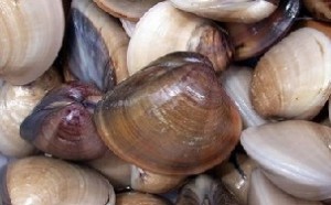 Bivalves