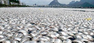  As alterações climáticas têm originado catástrofes ambientais, com efeitos na natureza (Foto de Sérgio Moraes/REUTERS)