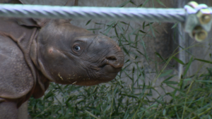 baby-rhino