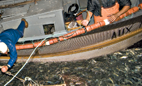 Os pescadores podem devolver o pescado ao mar no caso de não cumprir o tamanho legal. O caso da Costa da Caparica teve a ver com o valor em lota