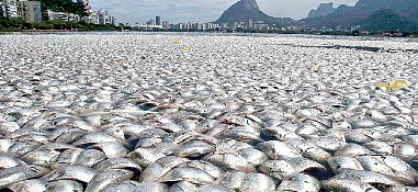 As alterações climáticas têm originado catástrofes ambientais, com efeitos na natureza (Foto de Sérgio Moraes/REUTERS)