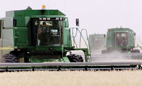 Canadá é o segundo maior exportador mundial de trigo. (Direitos Reservados)