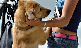 Estima-se que existam em Portugal 1,9 milhões de cães, que representam um negócio de milhões (Foto de Miguel Barreira)