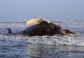 BALEIA MORTA DEU À COSTA EM TAVIRA