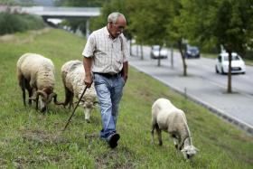 VL9 EM GAIA SERVE HÁ OITO ANOS DE PASTO PARA AS OVELHAS E CABRAS DE ANTÓNIO