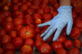 COMER TOMATE REDUZ RISCO DE DESENVOLVIMENTO DO CANCRO DA PRÓSTATA – ESTUDO