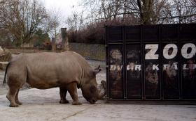 ZOO CHECO INCINERA 53 QUILOS DE CHIFRES DE RINOCERONTE PARA ALERTAR PARA RISCO DE EXTINÇÃO DA ESPÉCIE