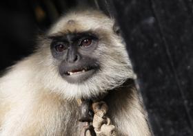 MACACO FEZ DE ROBIN DOS BOSQUES NA ÍNDIA E “DISTRIBUIU” DINHEIRO A QUEM PASSAVA