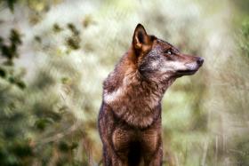 POPULAÇÃO DE LOBO IBÉRICO ESTÁ A AUMENTAR EM PORTUGAL