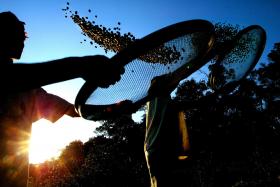 PRODUÇÃO DE CAFÉ NO BRASIL TERÁ QUEDA DE 8% EM 2014 APÓS FORTE SECA