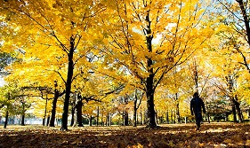 Um homem caminha no High Park, num dia de outono. Foto de arquivo. The Canadian Press/Nathan Denette