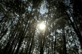 EUCALIPTO GANHA TERRENO À FLORESTA AUTÓCTONE NA SERRA DA LOUSÃ