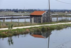 BRAÇO SUL DO MONDEGO, O RIO “DESCONHECIDO” QUE QUASE SECA NA MARÉ BAIXA