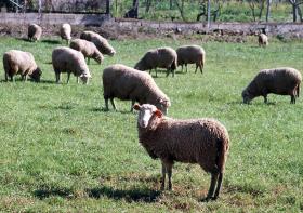 AGRICULTORES COM ANIMAIS PODEM CANDIDATAR-SE A APOIOS COMUNITÁRIOS A PARTIR DE 2ª FEIRA