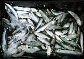 PESCADORES EXIGEM SOLUÇÕES PARA FAZER FACE À INTERDIÇÃO DE PESCA DA SARDINHA