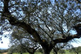 COIMAS NÃO SÃO ELEVADAS PARA QUEM FAZ PERIGAR PATRIMÓNIO NATURAL DE TODOS – ICNF