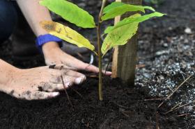 CERCA DE 10.000 ÁRVORES AUTÓCTONES VÃO SER PLANTADAS NO FIM DE SEMANA