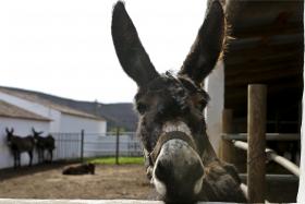 PASSEIOS COM BURROS MIRANDESES EM HERDADE ALGARVIA AJUDAM A TRAVAR EXTINÇÃO