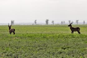 ALEMANHA ANUNCIA  APOIO DE 10 ME PARA A CONSERVAÇÃO DA NATUREZA EM MOÇAMBIQUE