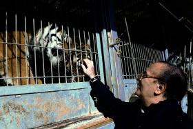 LEI SOBRE ANIMAIS NO CIRCO, PARA ALGUNS 5 ANOS DE “UMA PALHAÇADA”