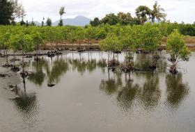 TSUNAMI/10 ANOS: MANGAIS PROTEGEM ACEH DE TSUNAMIS E INSPIRAM CRIATIVIDADE