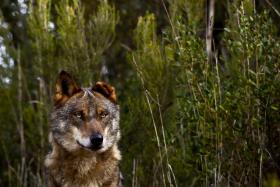 GRUPO DE TRABALHO VAI PREPARAR PLANO DE AÇÃO PARA LOBO IBÉRICO – GOVERNO