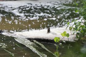 GNR IDENTIFICA SUINÍCOLA QUE FEZ DESCARGA PARA A RIBEIRA DOS MILAGRES, LEIRIA