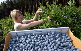 GIGANTE MUNDIAL DE FRUTOS VERMELHOS INVESTE ATÉ 3ME NA EXPANSÃO DA PRODUÇÃO EM PORTUGAL