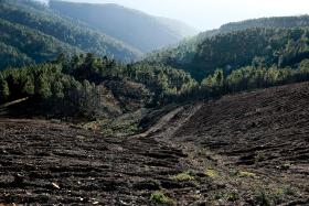 GOVERNO QUER CRIAR AINDA ESTE ANO ESTATUTO FISCAL PRÓPRIO PARA A FLORESTA