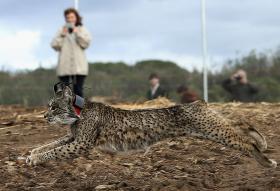 PRIMEIROS DOIS LINCES IBÉRICOS INTRODUZIDOS EM PORTUGAL JÁ VIVEM LIVRES NA NATUREZA