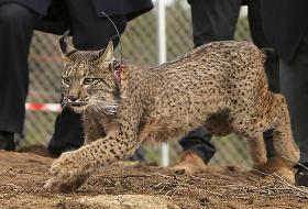 MAIS DOIS LINCES IBÉRICOS INICIAM ADAPTAÇÃO À NATUREZA EM MÉRTOLA