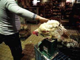 CHINA PROÍBE VENDA DE AVES VIVAS NO SUL POR RECEIO DA GRIPE H7N9