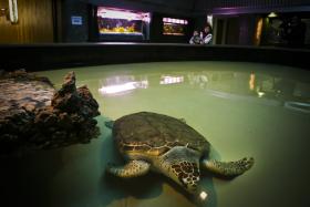 ANIMAIS COM MAIS DE TRÊS DÉCADAS HABITAM AQUÁRIO VASCO DA GAMA EM OEIRAS