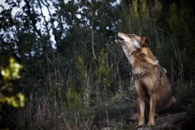 MAIS LOBOS MORTOS EM VIANA DO CASTELO EM TRÊS MESES DO QUE EM TODO 2014 – GNR