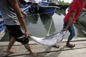 EMPRESA DE ATUM DA SECRETA MOÇAMBICANA RECEBE MAIS SEIS NAVIOS EM MAIO