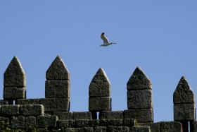 PORTO, MATOSINHOS E GAIA APLICAM MEDIDAS PARA COMBATER GAIVOTAS