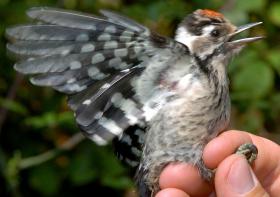 PSP DETÉM 12 PESSOAS NO PORTO POR VENDA ILEGAL DE AVES