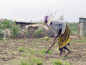 PROSAVANA ESPERA PLANO APROVADO ESTE ANO E PROMETE NÃO EXPULSAR CAMPONESES EM MOÇAMBIQUE