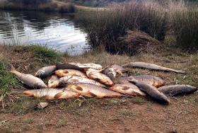 AUTARCA ALERTA PARA CENTENAS DE PEIXES MORTOS EM MAÇÃO DEVIDO À POLUIÇÃO NO TEJO