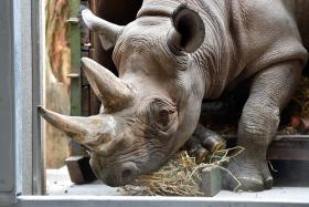 CAÇA ILEGAL DE RINOCERONTES NA ÁFRICA DO SUL AUMENTA ENTRE JANEIRO E ABRIL