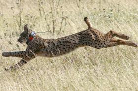 NOVO PLANO INCIDE NA CONSERVAÇÃO DO LINCE IBÉRICO EM HABITAT NATURAL