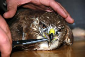 DUAS EM CADA CINCO AVES SELVAGENS EUROPEIAS ESTÃO AMEAÇADAS – AGÊNCIA EUROPEIA