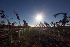 VINHO ABSORVE UM QUINTO DOS FUNDOS COMUNITÁRIOS PARA APOIO AO INVESTIMENTO