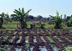 ANGOLA E ITÁLIA ACERTAM COOPERAÇÃO PARA RELANÇAR AGRICULTURA ANGOLANA