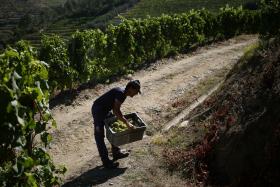 DOURO CENTRA ATENÇÕES NAS VINDIMAS E ESPERA UMA BOA COLHEITA ESTE ANO