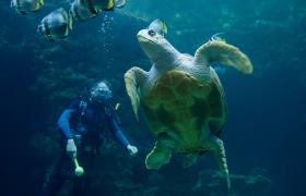 CIENTISTAS DESCOBREM NOVA ESPÉCIE DE TARTARUGA GIGANTE NAS GALÁPAGOS