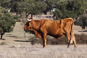 VACAS À SOLTA INVADEM ESTRADAS, PROPRIEDADES E ALDEIA NO ALENTEJO