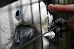 ZOO DE LOUROSA CELEBRA 25 ANOS DE ESTUDO DE AVES E CRESCENTE RECONHECIMENTO CIENTÍFICO