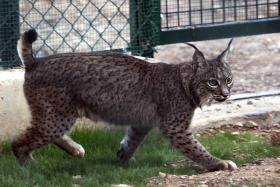 LINCE IBÉRICO QUE FOI OPERADO JÁ RECUPEROU E VOLTOU À NATUREZA