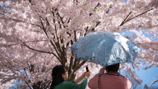 A primavera fria de Toronto pode significar que as cerejeiras do High Park produzam folhas, e não flores, este ano. (Graeme Roy/Canadian Press)